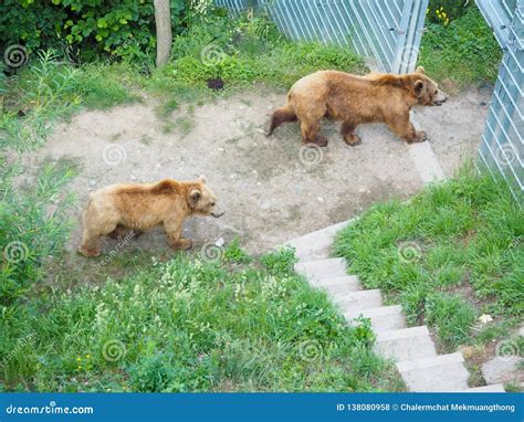 Bear in Bear Park at Bern Switzerland Stock Photo - Image of wild ...