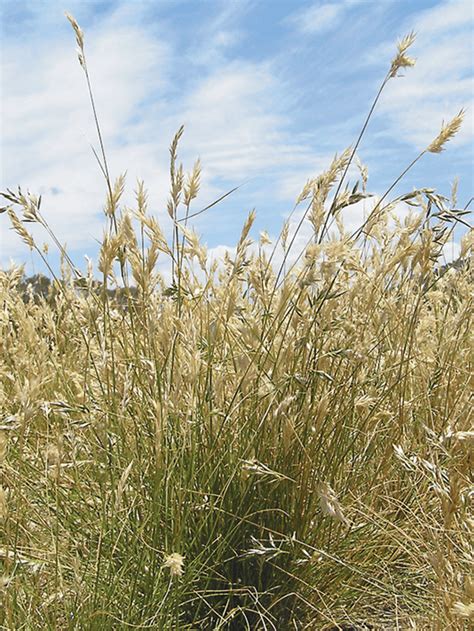 Rytidosperma geniculatum – Oxley Wallaby grass - Native Seeds