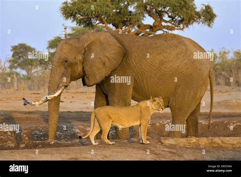 African Elephant Vs Lion