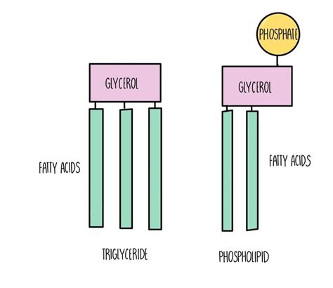 Phospholipids Types