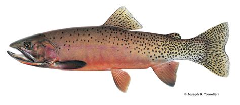 Westslope Cutthroat Trout – Western Native Trout Initiative