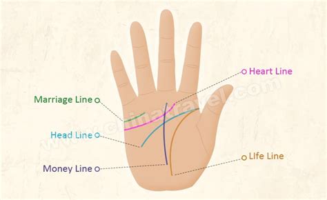 Palm Reading Guide - How to Read Your Palm, Chinese Palmistry (2023)