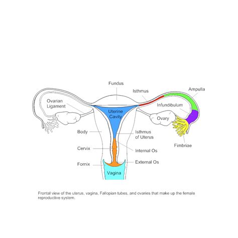 Parts Of Uterus Diagram