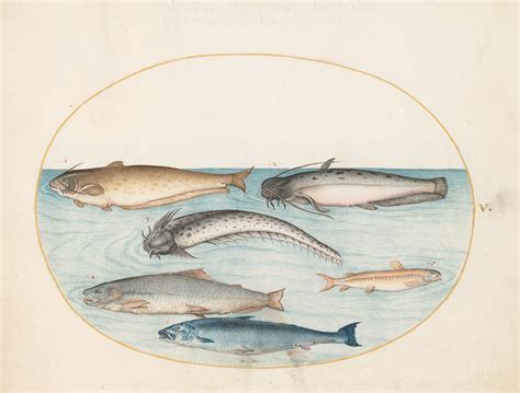 Plate Three Catfish Drawing by Joris Hoefnagel - Fine Art America