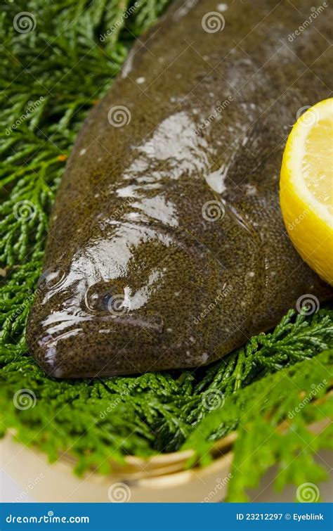 Olive flounder stock image. Image of life, squama, flatfish - 23212297