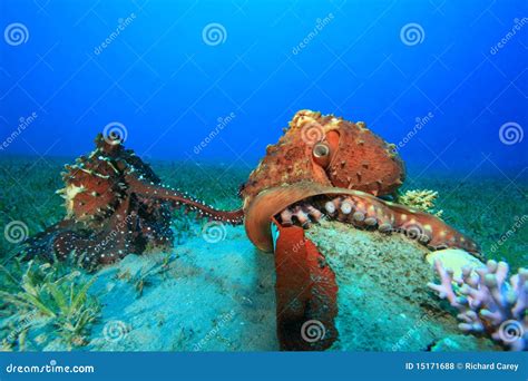 Octopus mating stock photo. Image of hard, animal, egypt - 15171688