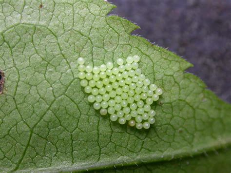 Butterfly Eggs: Life Cycle, Laying, Hatching, Identification, & More