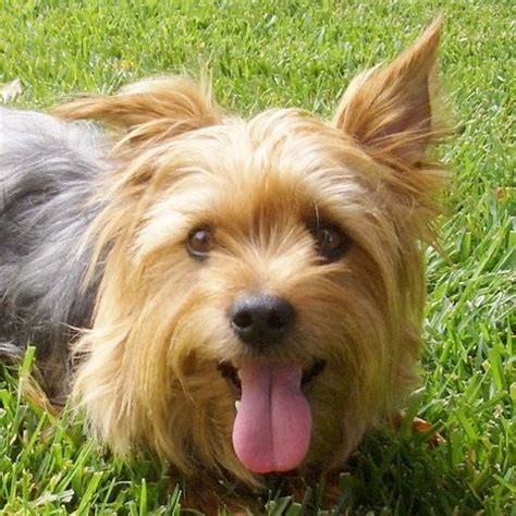 Silky Terrier Rescue Page