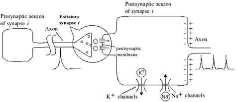 Electrical mechanism of the synapse. | Download Scientific Diagram