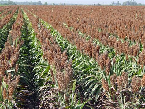 Sorghum Facts, Health Benefits and Nutritional Value