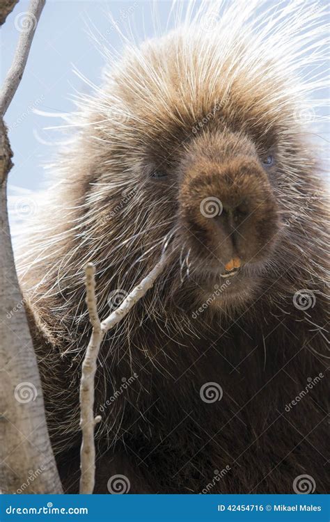 Porcupine With Teeth Showing In Portrait Shot Stock Photo ...