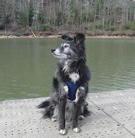 The Days of Johann, an agility dog!: Hiking Tumbling Waters at Carters ...