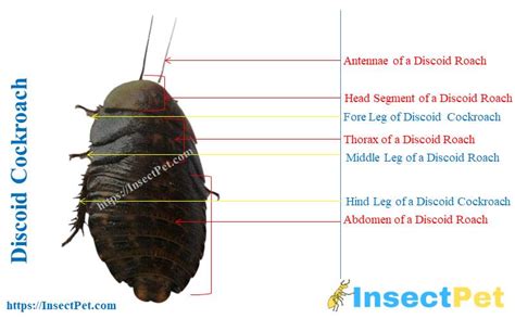 Discoid Roaches (Blaberus discoidalis) - Identification, Uses, Breeding, and Other Facts