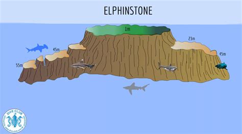 Elphinstone Reef dive site | PADI