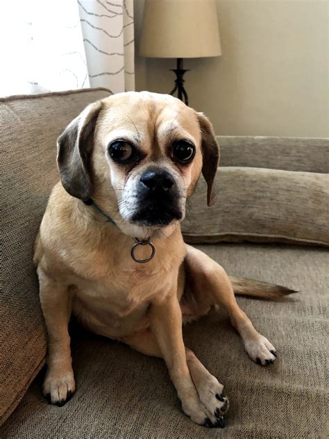 Bailey the Puggle • Old Dog Haven