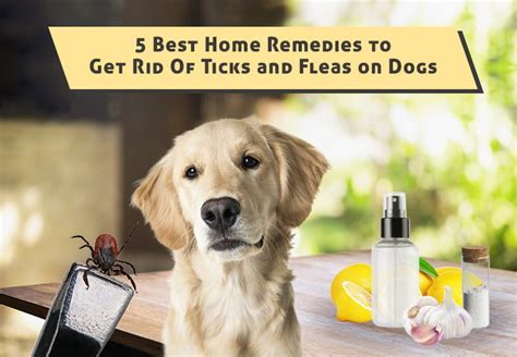 Home Remedies To Get Rid Of Fleas And Ticks On Dogs Flash Sales | www.dvhh.org