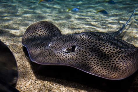 Freshwater Stingray: A Care Guide For This Impressive Species