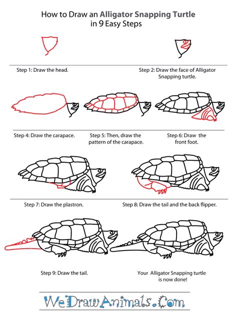 How to Draw an Alligator Snapping Turtle