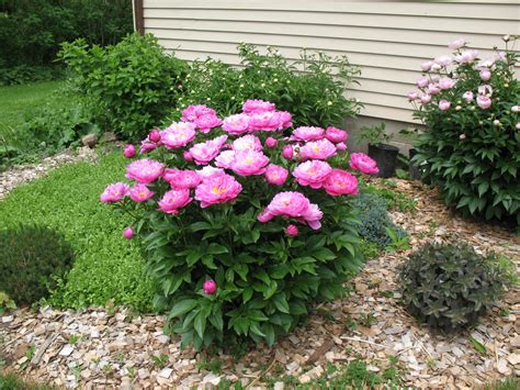 Landscape peonies