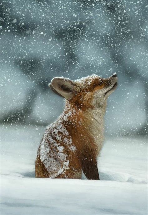 Kit in the snow : r/foxes