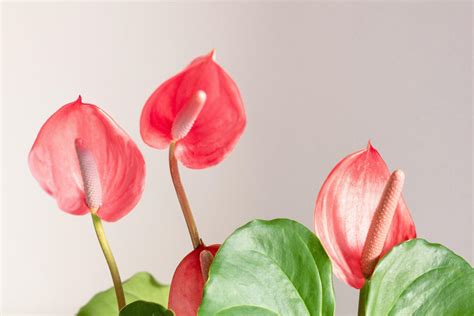 Top 10 Houseplants With Red Leaves - Thursd