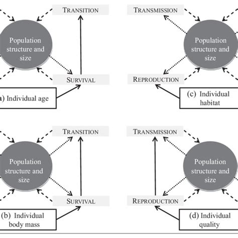 (PDF) Integrated population models: powerful methods to embed individual processes in population ...