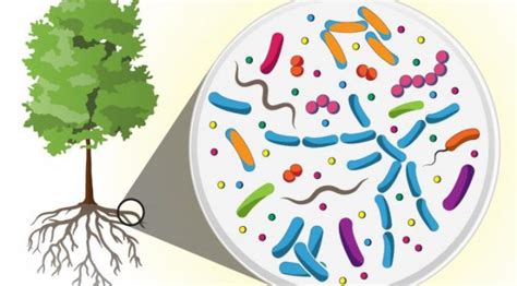 Kent Lab – Microbial Ecology Research at the University of Illinois at ...