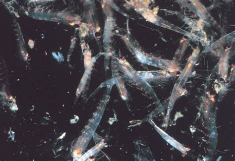 Warmer waters shrink krill habitat around Antarctica | South Africa Today