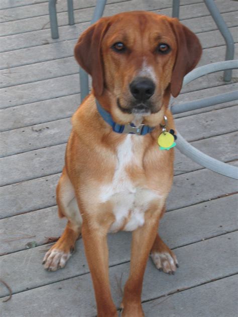 Redbone Coonhound - Fun Facts and Crate Size – Pet Crates Direct