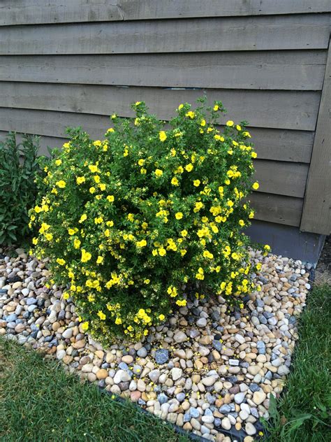 POTENTILLA ‘GOLD STAR’ – Morden Nurseries & Garden Centre