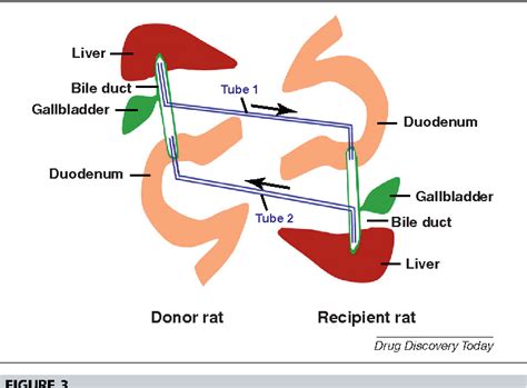 Figure 3 from Drug enterohepatic circulation and disposition: constituents of systems ...