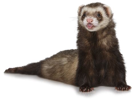 Ferret png transparent image download