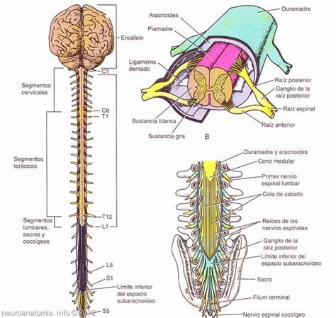 Neuropsicología: ¿Cómo esta organizada la médula espinal? | Anatomía ...