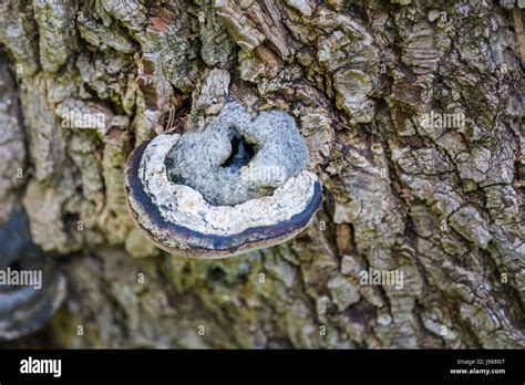 Edible fruiting body of bracket fungus Fistulina hepatica (beefsteak fungus) growing on dead ...