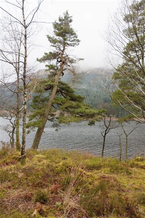 Windswept Tree stock image. Image of mist, grass, scotland - 16289697