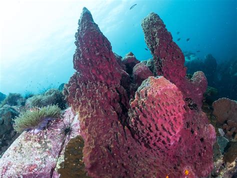 Giant Barrel Sponge Facts: Habitat, Diet, Conservation & More