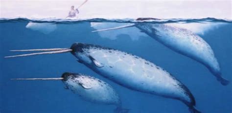 Pictures of Narwhals (Part 1)