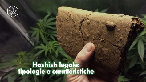 Legal hashish: types and characteristics - Hemp Embassy - Cannabis Light & Hash CBD Online Shop