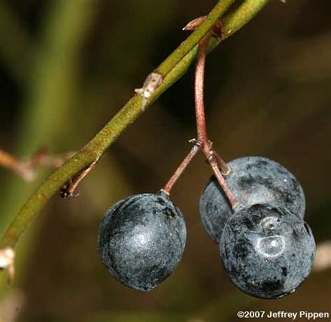 Smilax (greenbrier, carrionflower)