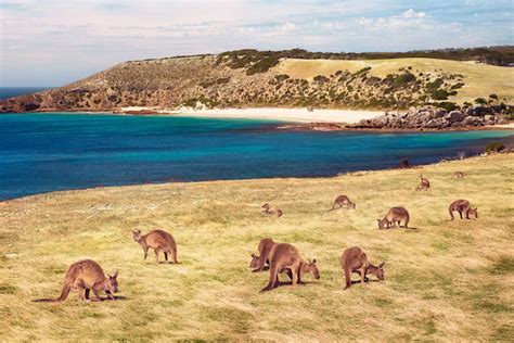 Kangaroo Island - Fleewinter