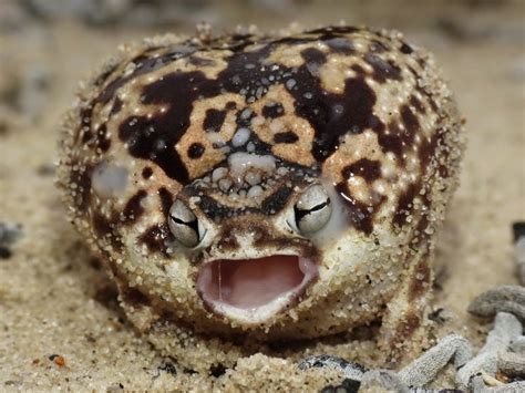Namaqua rain frog - Breviceps namaquensis | Page 2 | Mantid Forum ...