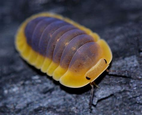 Cubaris sp. Lemon Blue | Isopod | Cool insects, Blue, Potato bugs