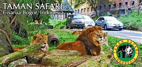 Berenang Bersama Buaya di Taman Safari, Berani? : Okezone Lifestyle