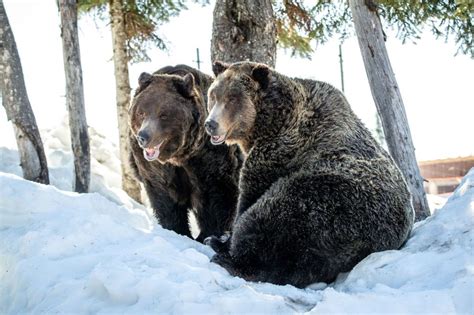 Grouse Mountain grizzlies awake from hibernation