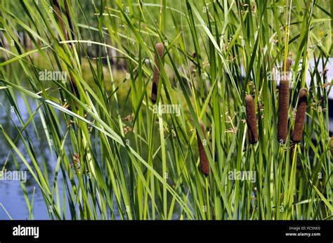 reed plants at a pond Stock Photo - Alamy