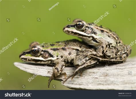 Breeding Frogs Stock Photo 52006678 : Shutterstock