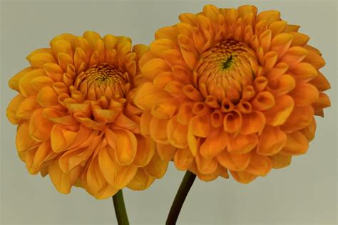 Creamy pretty flowers - Flowers