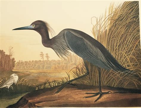 Pin by Javier Robles on Birds | John james audubon, Birds of america, Poster prints