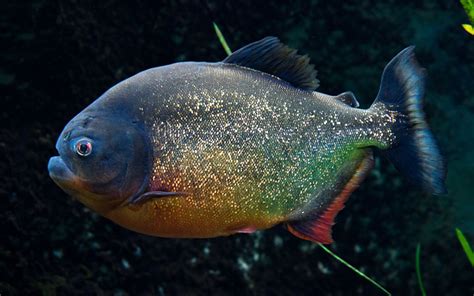 Piranha Fish - Habitat, Care, Feeding, Tank Size, Breeding - AquariumNexus