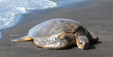 Please Help Protect Turtles Habitat - NBC SVG